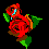 crying rose